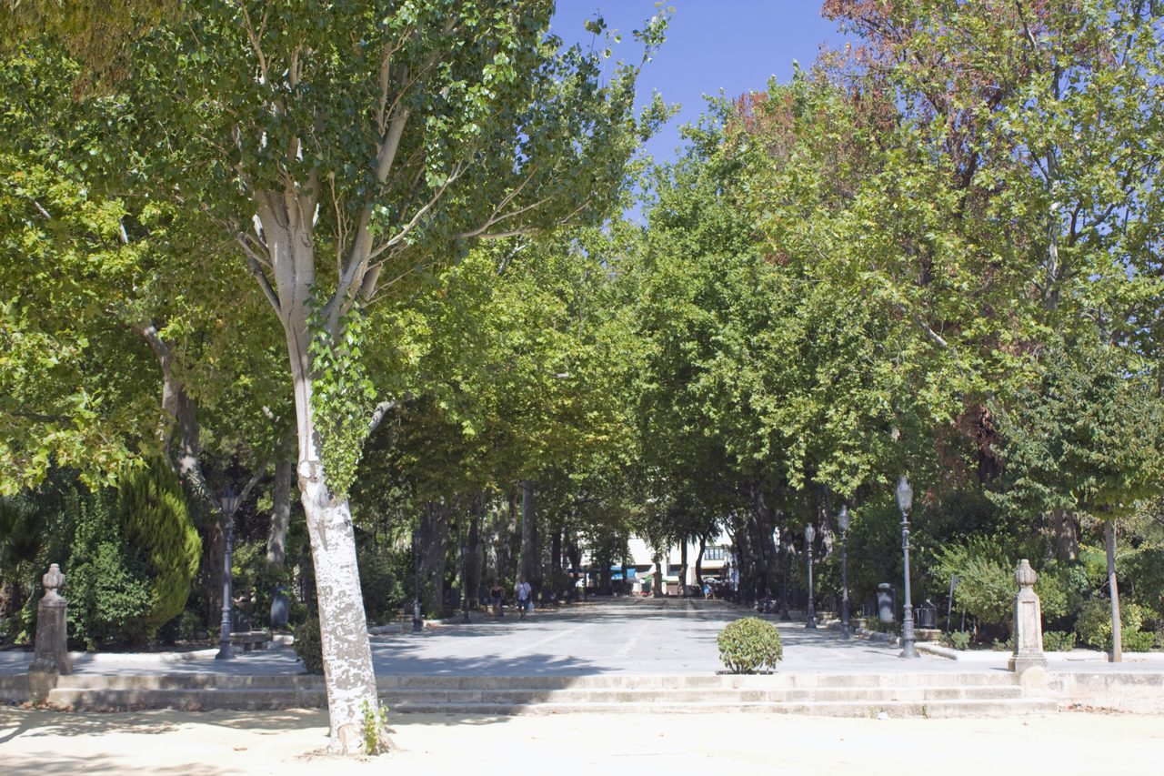 Paseo central de la Alameda del Tajo entre plátanos de sombra